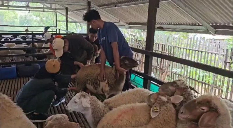 Perjalanan Inspiratif Siham, Lulusan UGM Penyandang Autisme yang Berhasil Membangun Usaha Peternakan Domba